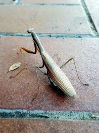High angle view of insect on footpath