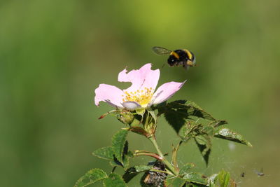 Close-up of bee pollinating on pink flower