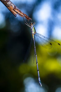 Close-up of dragonfly on twig