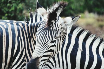 Close-up of zebra