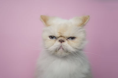 Portrait of a cat against wall