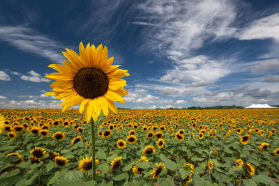 Scenic view of sunflower field against sky