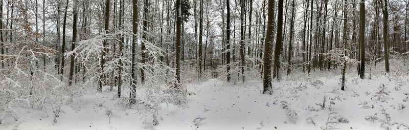 Trees in forest during winter