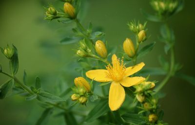 Close-up of yellow flowering plant