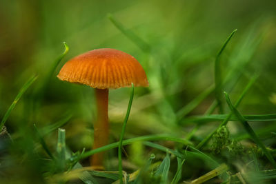 Close-up of mushroom growing on field