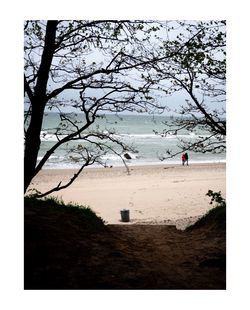 Trees on beach against sky