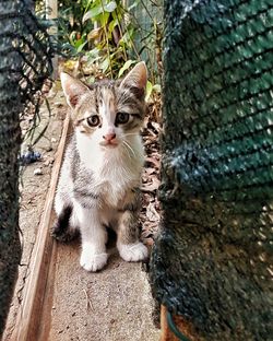 Portrait of cat on tree trunk