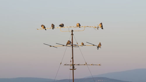 Low angle view of bird perching on cable against sky