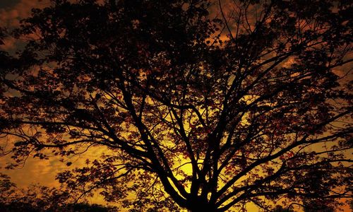 Low angle view of silhouette trees against sky