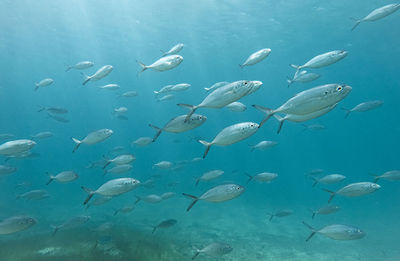 A school of silver fish 