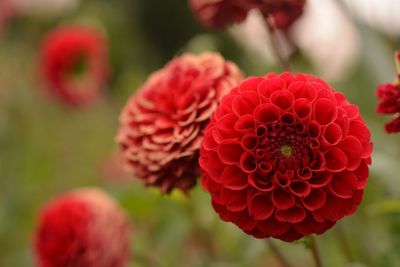 Close-up of red dahlia flowers blooming in garden