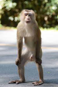 Portrait of monkey sitting outdoors