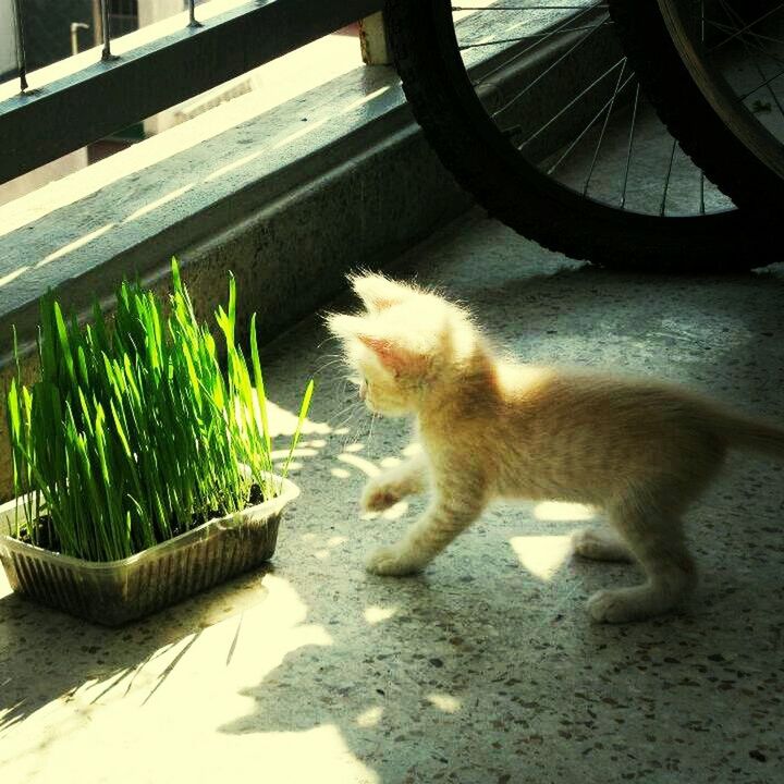 one animal, animal themes, domestic cat, cat, pets, feline, domestic animals, mammal, whisker, sitting, high angle view, relaxation, plant, side view, full length, sunlight, outdoors, day, no people, zoology