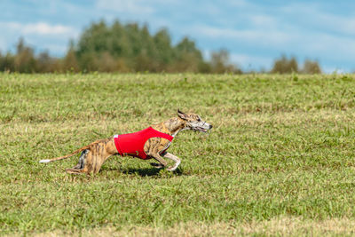 Whippet dog