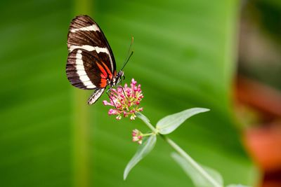 Close-up of butterfly pollinating on flower