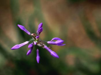 Close-up of purple flower