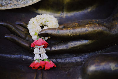Close-up of white flowering plant