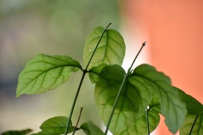 Close-up of green leaves