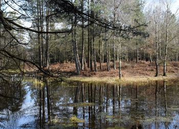 Reflection of trees in lake against sky