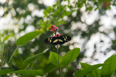 Close-up of butterfly on plant