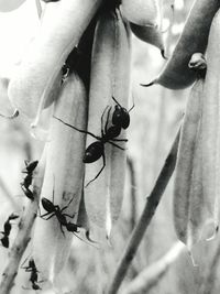 Close-up of insect on plant