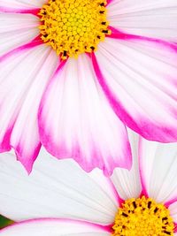 Close-up of pink flower