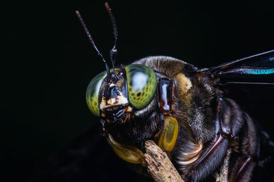 Close-up of insect against black background