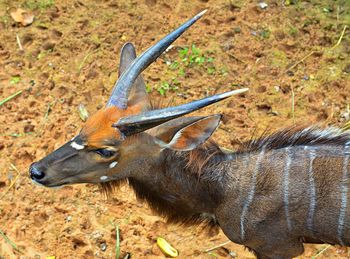 Side view of deer on field