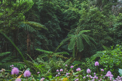 Scenic view of forest