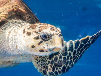 Close-up of turtle swimming in sea