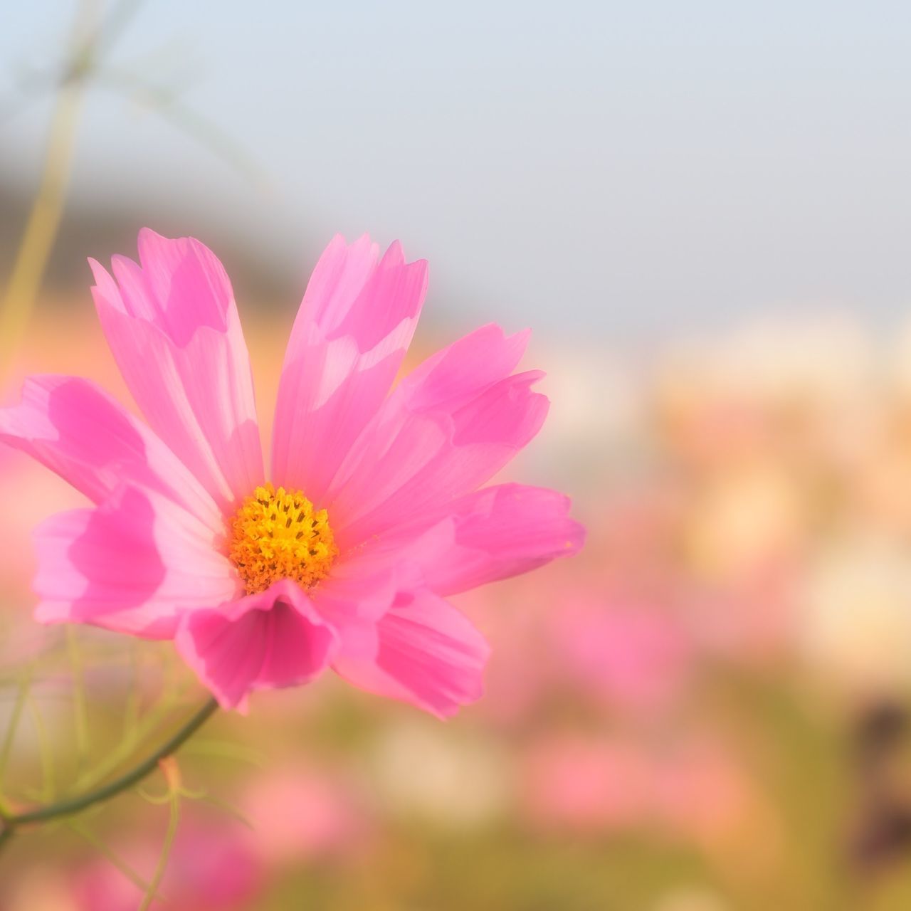 flower, petal, freshness, fragility, flower head, beauty in nature, growth, focus on foreground, close-up, pink color, blooming, pollen, nature, in bloom, plant, yellow, blossom, selective focus, stem, single flower