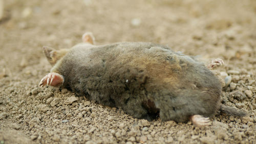 Close-up of an animal lying on sand