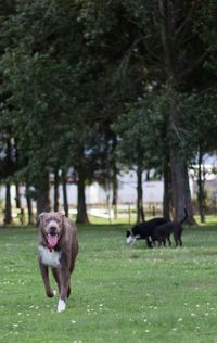 Dog running on field against trees