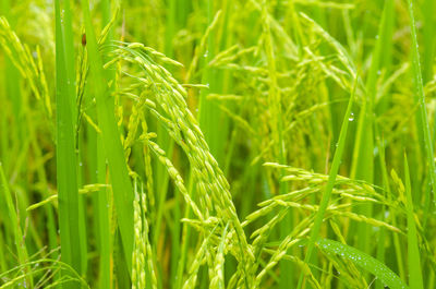 Close-up of crops growing on field