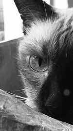 Close-up portrait of cat