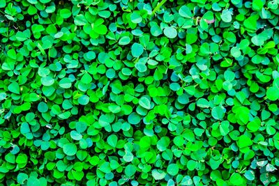 Full frame shot of green leaves