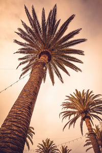 Low angle view of palm tree against sky