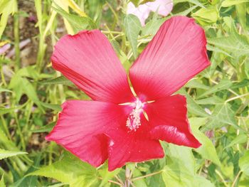 Close-up of pink flower