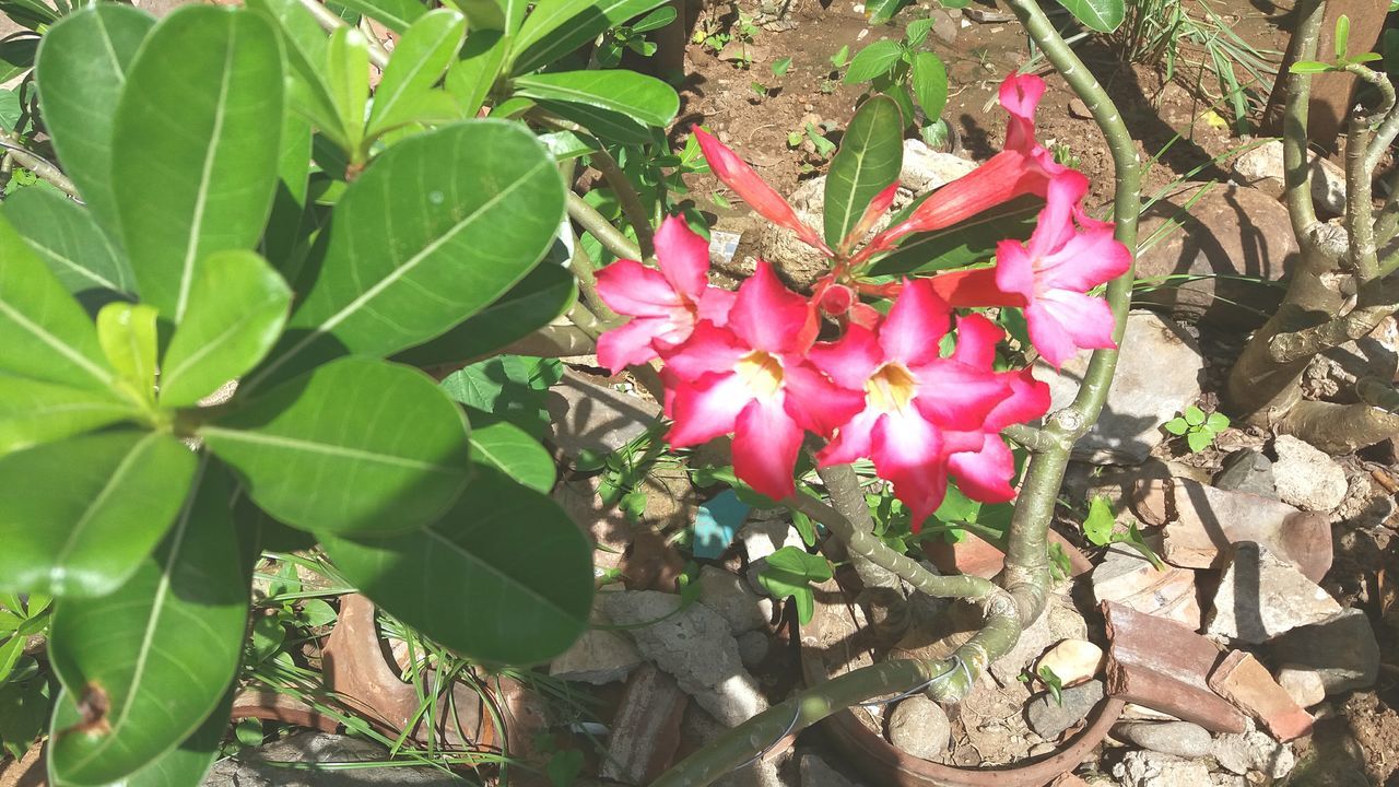 CLOSE-UP OF PINK FLOWERS