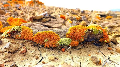 Close-up of plants on sand