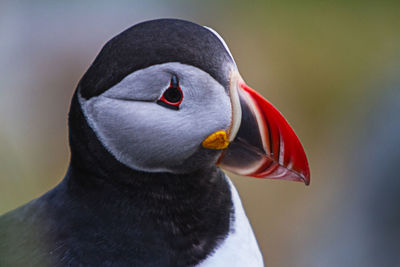 Close-up of puffin