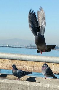 Seagull perching on railing
