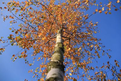 Low angle view of trees against blue sky