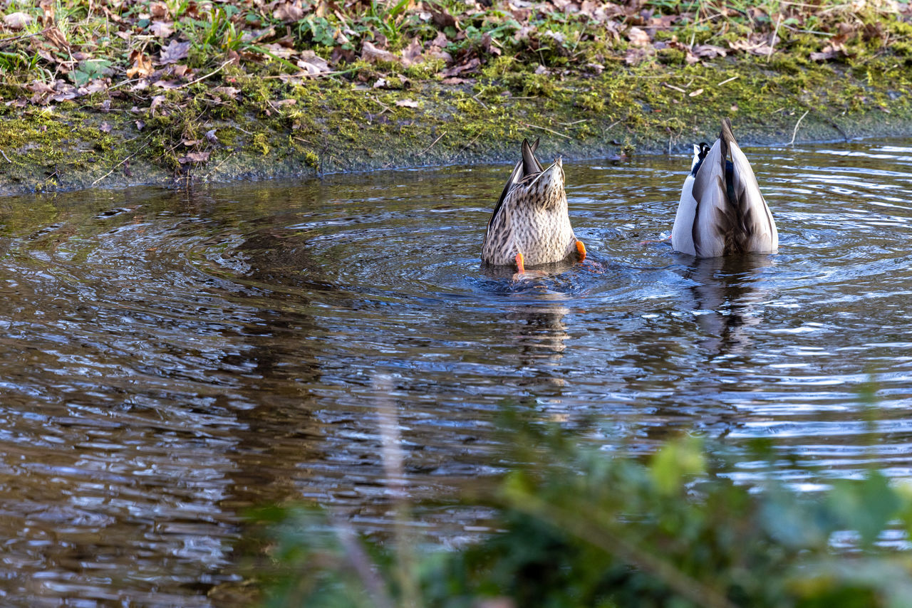 Humorous wildlife