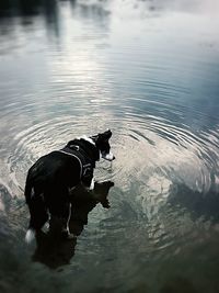 Dog in water