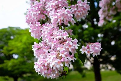 Close-up of pink cherry blossoms