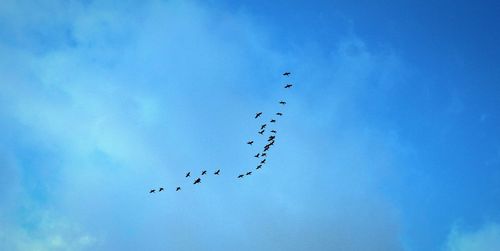 Low angle view of birds flying against blue sky