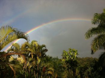 Low angle view of palm trees against rainbow in sky