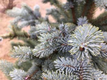 Close-up of pine tree during winter