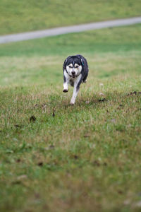 Portrait of dog on field